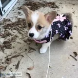 Maggie EH Excellent Show Worthy Pembroke Welsh Corgi