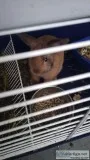 Female Bunny