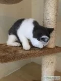 British Short Hair Kitten For Sale