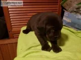 Louisana Catahoula Puppies