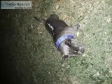 Micro French bully
