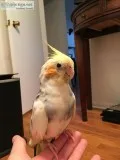 free cockatiel to home with quarantine or no other birds.