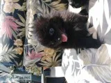 sonya muriel - not  a  breeder