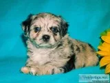 Carter Male Yorkie Poo