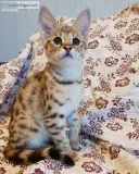 SAVANNAH KITTENs text or call 19015631556
