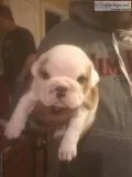 AKC Englishbulldog pups