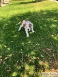 Male American Bulldogs