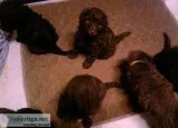 EASTER SALE standard poodles