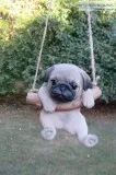 Your search is over puppies for sale