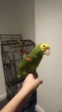 Double Yellow Headed Amazon With Accesories