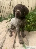 AKC German Shorthaired Pointer Pup