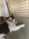 Absolutely Beautiful British Short hair Kitten