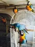 Macaws For Sale