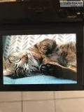 Male 7 Month Bengal Kitty With Supplies 400