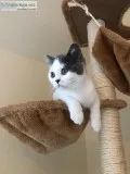 Healthy British short hair Kitten for Sale