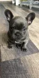 French Blue Bulldog female
