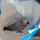 Sweet and lovely African grey parrots
