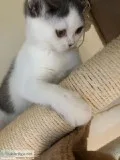 Exotic Shorthair Kitten