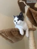 British short hair Kitten
