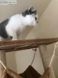 Cute and Lovely Home Raised Short hair Kittens.