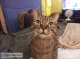 Free Cat