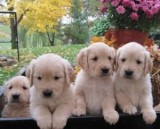 Adorable Golden Retriever Puppies