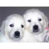 Good looking male and female Golden retriever puppies