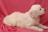 Golden Retriever Puppies