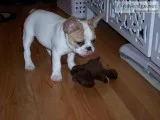 Stunning french bulldog puppy