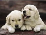 Registered Male and Female Golden Retriever Puppies