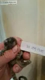 Pygmy Marmoset available