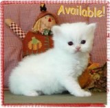 BEAUTIFUL SOLID WHITE BLUE EYED PERSIAN FEMALE KITTEN