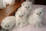 Adorable Persian Kitten For Sale
