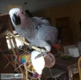 Talkative African Grey Parrot