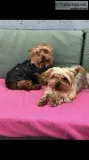 Yorkie puppies