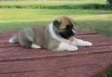akita puppies
