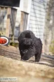 AKC registered Newfoundland puppies