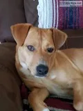 Loving family dog