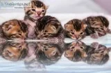 Adorable Bengal Kittens -Brown Rosetted Beauties