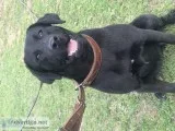 Trained black female Labrador retriever