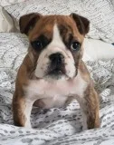 Well Trained French Bulldog Puppies