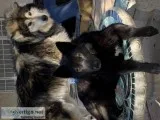 Wolf Hybrid puppies