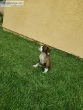 Boxer Puppies