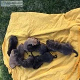 Great Dane Puppies