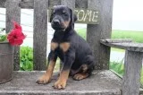 DOBERMAN PINSCHER Pups