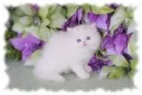 Persian Kitten Available