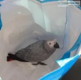 African Grey Parrots Available Now