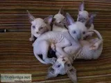 %%Hairless and Scottish fold Kittens Available