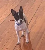 Friendly Chiuahua (Cairo)