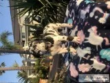 Great Dane puppies for sale